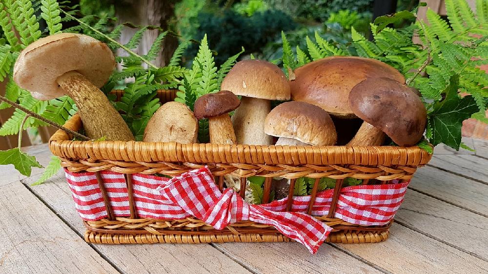 Jak korzystać z suszarki do grzybów?