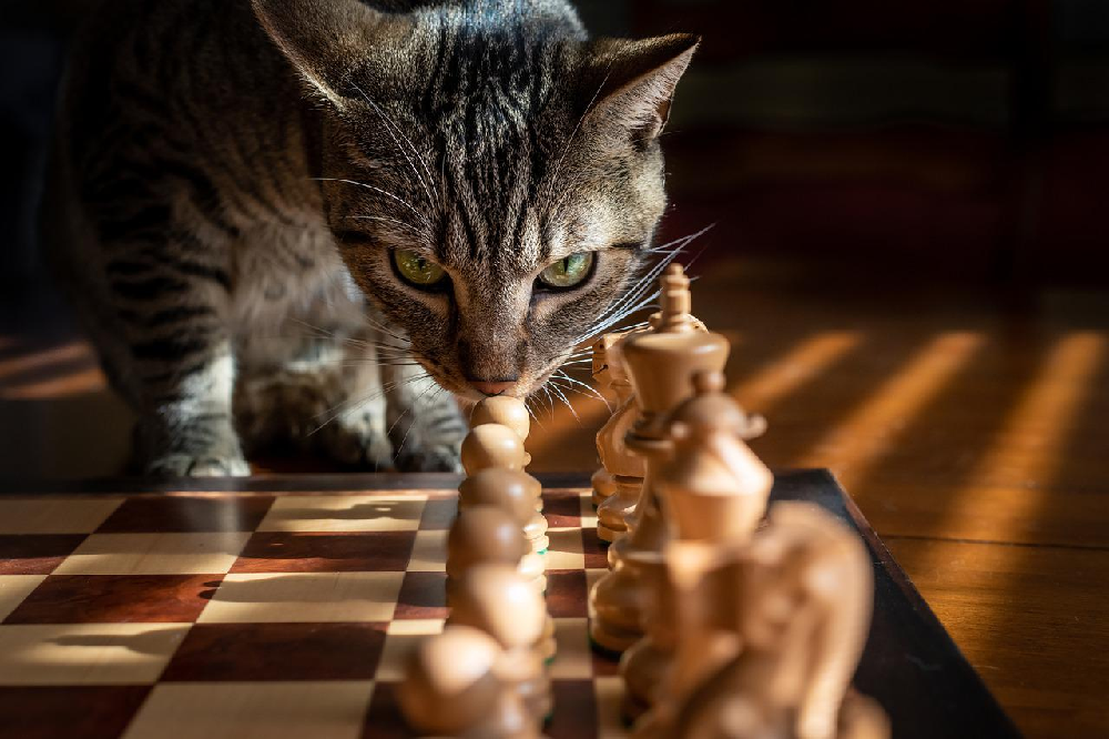 Gra w szachy - idealny pomysł na nowe hobby